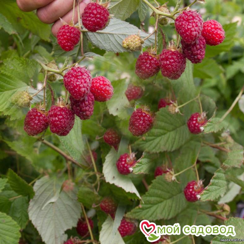 Малина Полана ЗКС