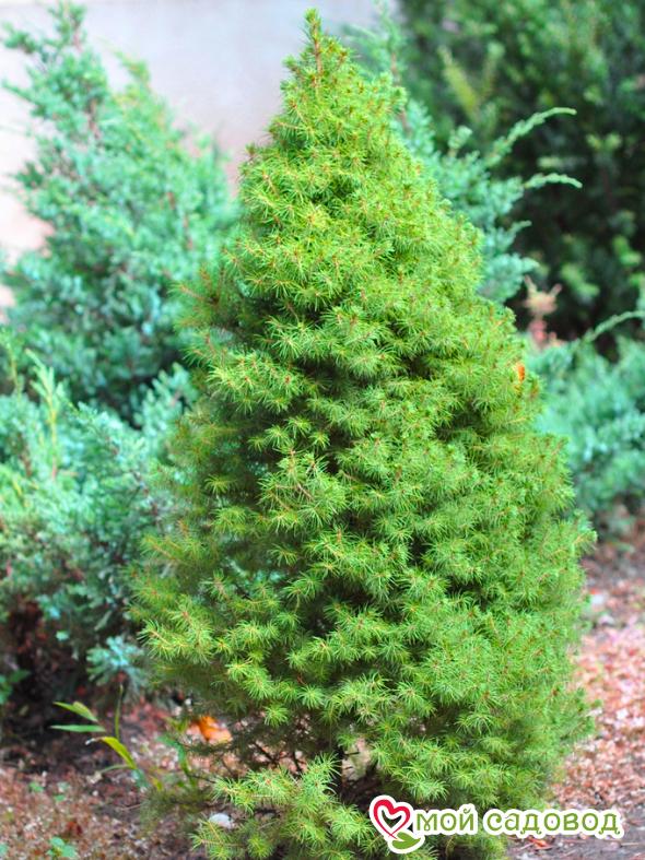 Ель Канадская Коника