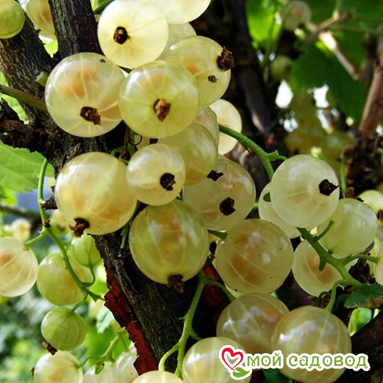 Смородина Версальская белая