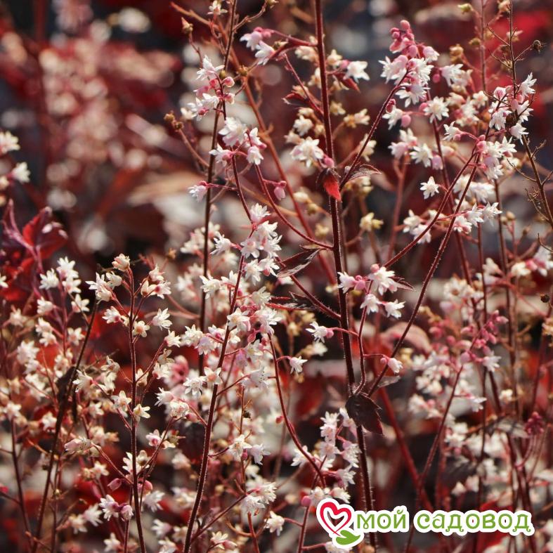 Гейхера Инфинити