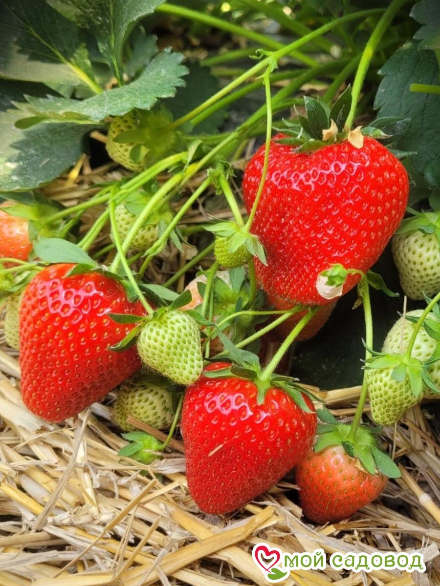 Клубника Верди